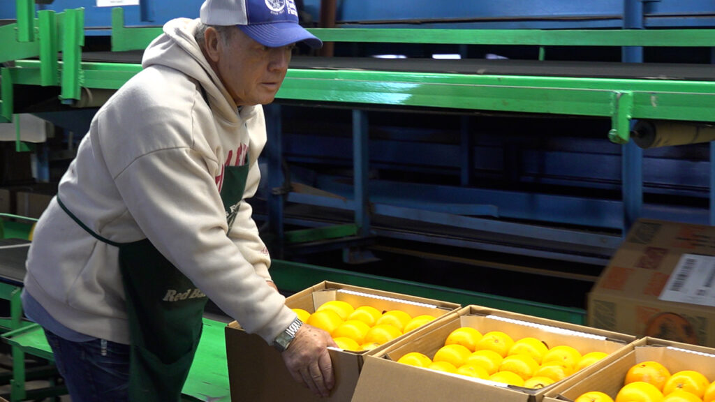 Packing fruit